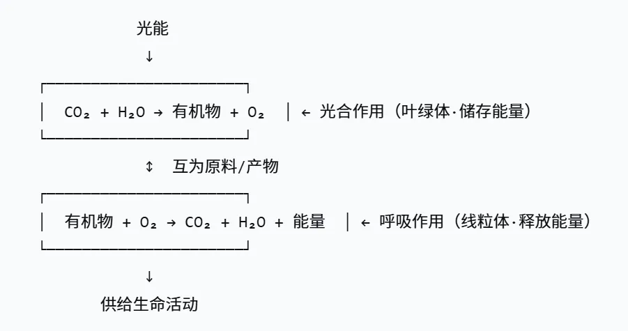 2026湖南中考生物开卷,必考核心笔记 第2张