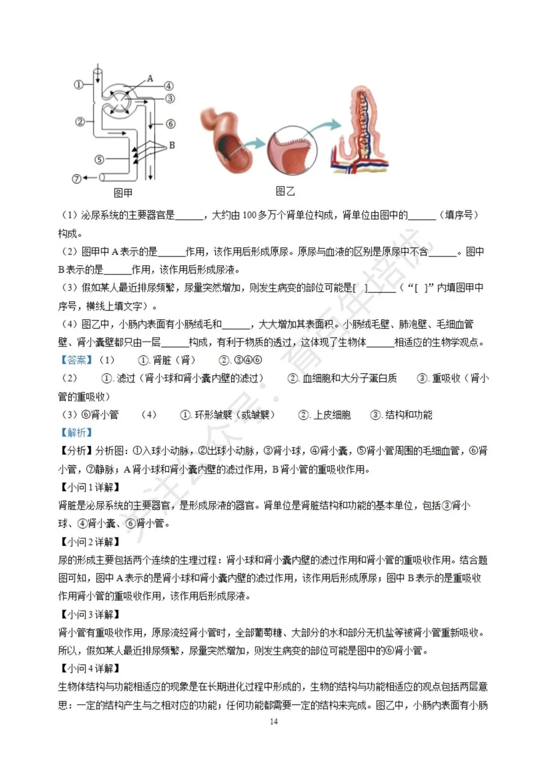 【滕州期末真题】2024年滕州市七年级下学期期末生物真题含答案 第22张