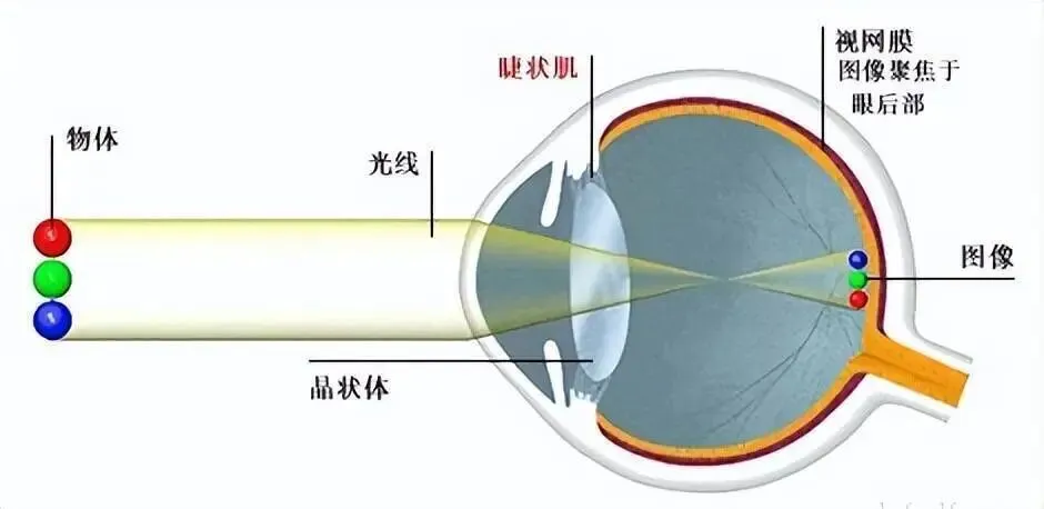 中考生物|跨学科高频考点+典型例题,一文吃透,冲刺高分! 第2张