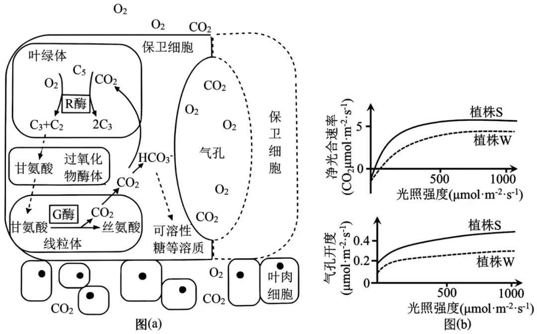 【高考真题】2025年陕甘宁青卷生物试题 第7张