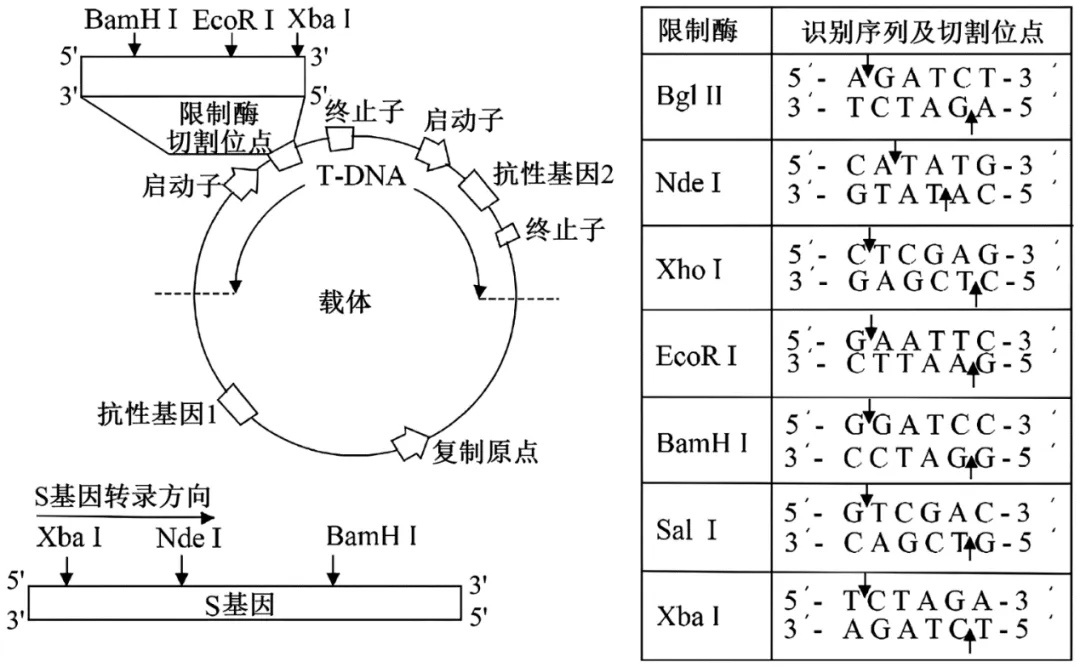 【高考真题】2025年陕甘宁青卷生物试题 第13张