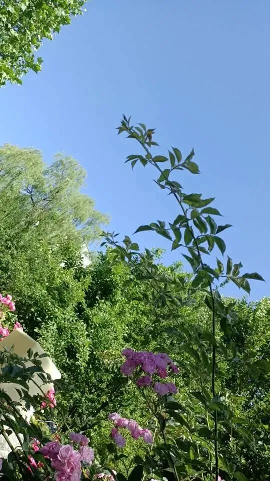中考,高考季,献给孩子们的考点知识点必备!品悟,提炼,归纳,总结名著精华,为你构筑文学知识框架体系,助力中高考,成功更有希望! 第2张