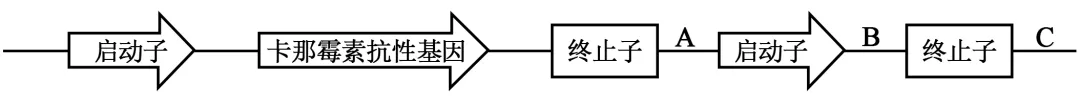2025年贵州省高考生物学真题和答案(附各省下载) ⊙ 第13张