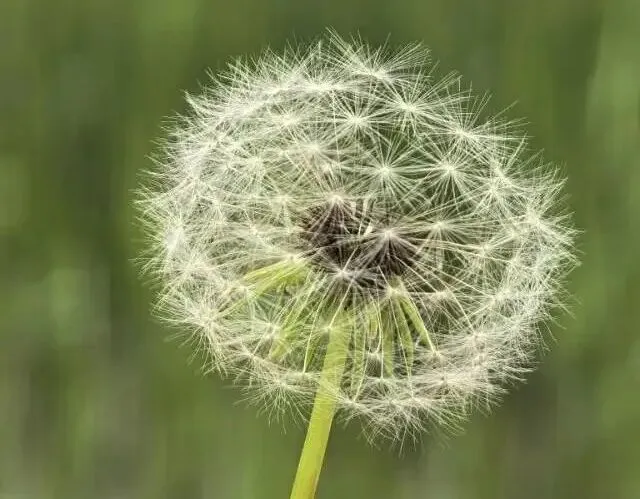 初三中考课堂练笔《我是你的延长线》第一稿 第10张
