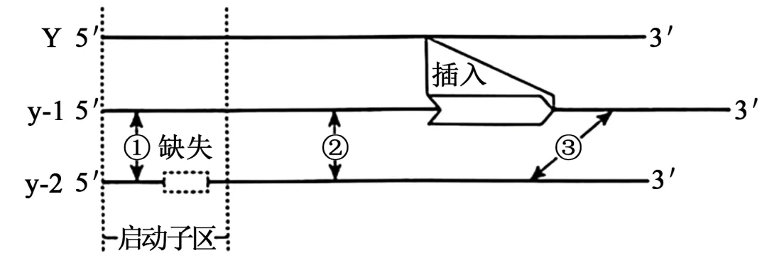 2025年黑吉辽蒙高考生物学真题和答案(附各省下载) ⊙ 第18张
