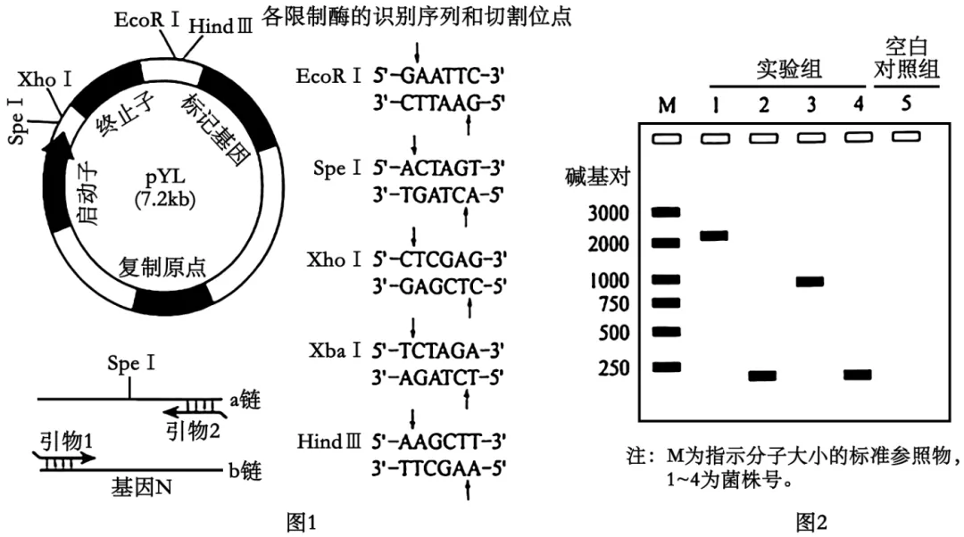2025年黑吉辽蒙高考生物学真题和答案(附各省下载) ⊙ 第19张