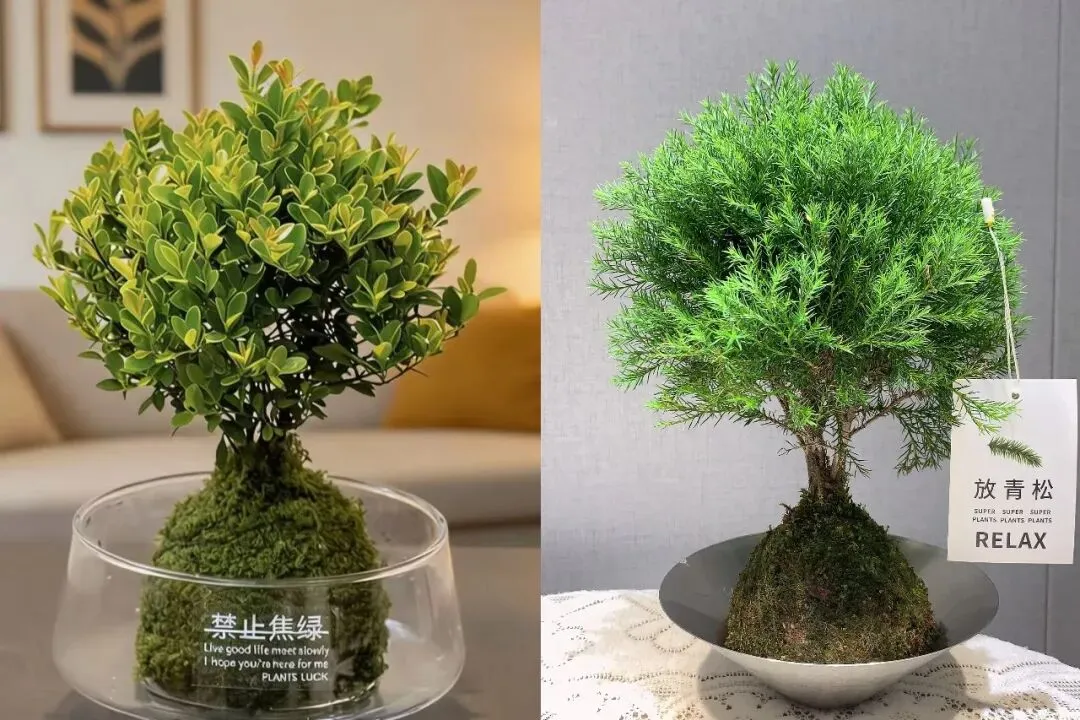 大连高考、中考家长:送考车贴+金丝带领了吗?向日葵、“高考花束”预售开启 第10张