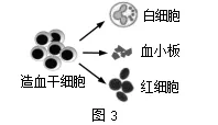 试卷:2026年生物中考冲刺卷 第4张
