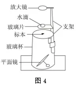 试卷:2026年生物中考冲刺卷 第5张