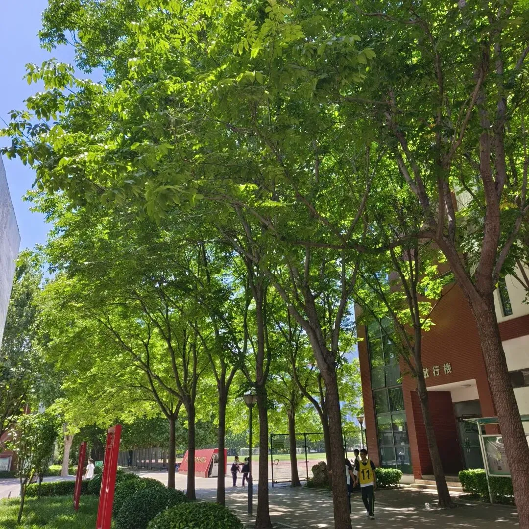 5.12 带着不甘拼搏,全力以赴体育中考 第1张