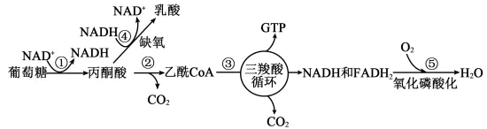 2026年高考第二次模拟考试(黑吉辽蒙专用)学易金卷03-生物学试题和答案(附word下载) ⊙ 第8张 2026年高考第二次模拟考试(黑吉辽蒙专用)学易金卷03-生物学试题和答案(附word下载) ⊙ 第8张