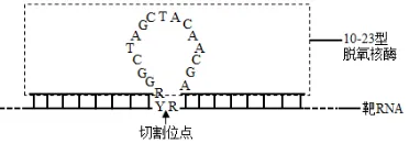 2026年高考第二次模拟考试(黑吉辽蒙专用)学易金卷03-生物学试题和答案(附word下载) ⊙ 第9张 2026年高考第二次模拟考试(黑吉辽蒙专用)学易金卷03-生物学试题和答案(附word下载) ⊙ 第9张