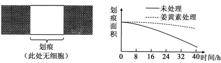2026年高考第二次模拟考试(黑吉辽蒙专用)学易金卷03-生物学试题和答案(附word下载) ⊙ 第11张 2026年高考第二次模拟考试(黑吉辽蒙专用)学易金卷03-生物学试题和答案(附word下载) ⊙ 第11张