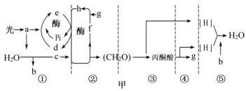 2026年高考第二次模拟考试(黑吉辽蒙专用)学易金卷03-生物学试题和答案(附word下载) ⊙ 第20张 2026年高考第二次模拟考试(黑吉辽蒙专用)学易金卷03-生物学试题和答案(附word下载) ⊙ 第20张