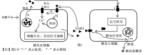2026年高考第二次模拟考试(黑吉辽蒙专用)学易金卷03-生物学试题和答案(附word下载) ⊙ 第23张 2026年高考第二次模拟考试(黑吉辽蒙专用)学易金卷03-生物学试题和答案(附word下载) ⊙ 第23张