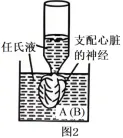 2026年高考第二次模拟考试(黑吉辽蒙专用)学易金卷03-生物学试题和答案(附word下载) ⊙ 第24张 2026年高考第二次模拟考试(黑吉辽蒙专用)学易金卷03-生物学试题和答案(附word下载) ⊙ 第24张