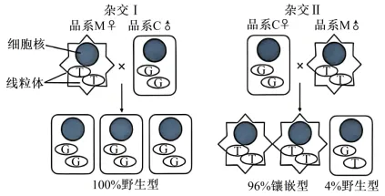 2026年高考第二次模拟考试(黑吉辽蒙专用)学易金卷03-生物学试题和答案(附word下载) ⊙ 第25张 2026年高考第二次模拟考试(黑吉辽蒙专用)学易金卷03-生物学试题和答案(附word下载) ⊙ 第25张