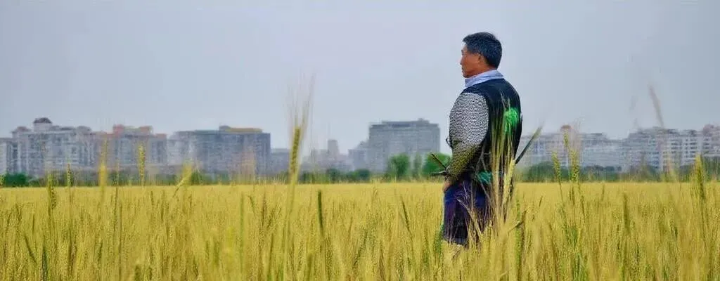 麦芒为笔,写就生命里的故乡 —— 中考 “乡愁 / 成长” 主题作文诗意化表达 第3张