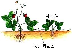 2026年中考生物一模试卷 第6张