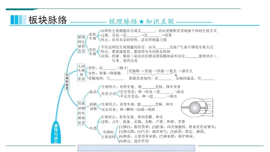 生物中考二轮复习pptx课件(共7个主题4个专项,包括思维导图、复习建议、典型例题、特训) 主题六 遗传与进化 第3张