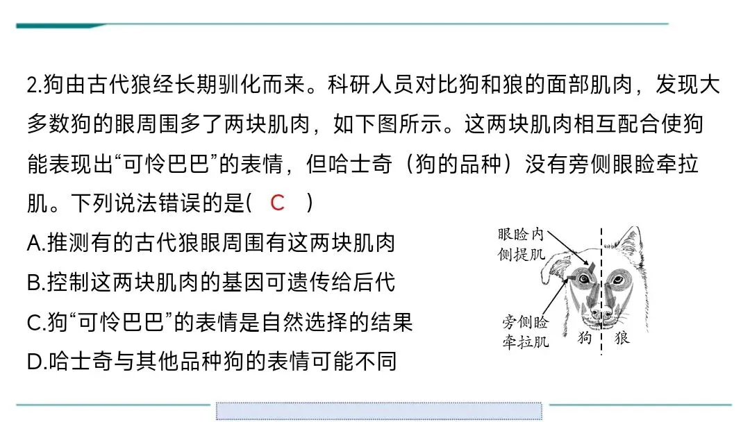 生物中考二轮复习pptx课件(共7个主题4个专项,包括思维导图、复习建议、典型例题、特训) 主题六 遗传与进化 第11张