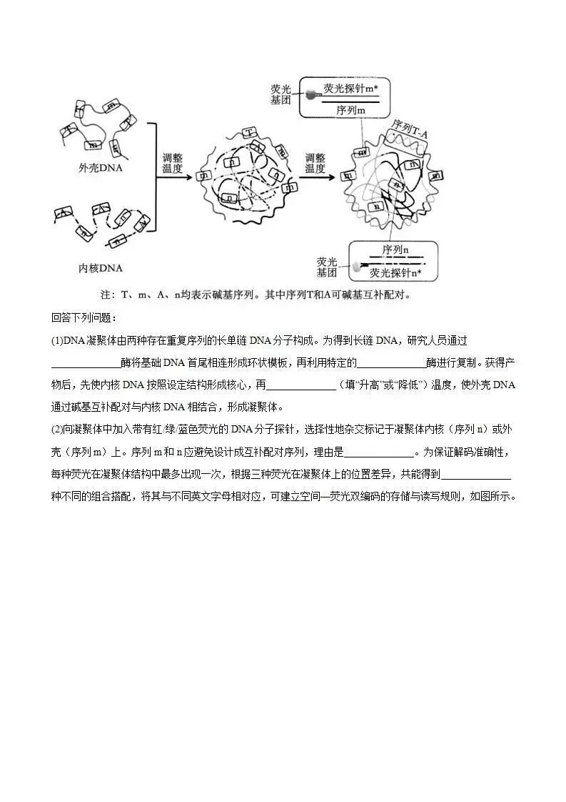 《高中试卷》广东省佛山市2026届高三下学期普通高中教学质量检测(二)生物(含答案) 第12张 《高中试卷》广东省佛山市2026届高三下学期普通高中教学质量检测(二)生物(含答案) 第12张