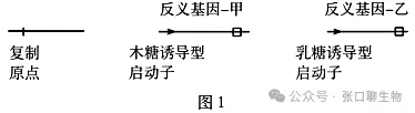 山东省潍坊市2026届高考第二次模拟考试生物学答案及解析 ⊙ 第20张