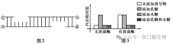 山东省潍坊市2026届高考第二次模拟考试生物学答案及解析 ⊙ 第21张