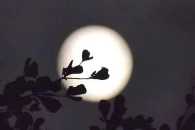 026年中考语文作文终极押题(附范文15篇),篇篇直击满分,让人回味无穷! 第6张