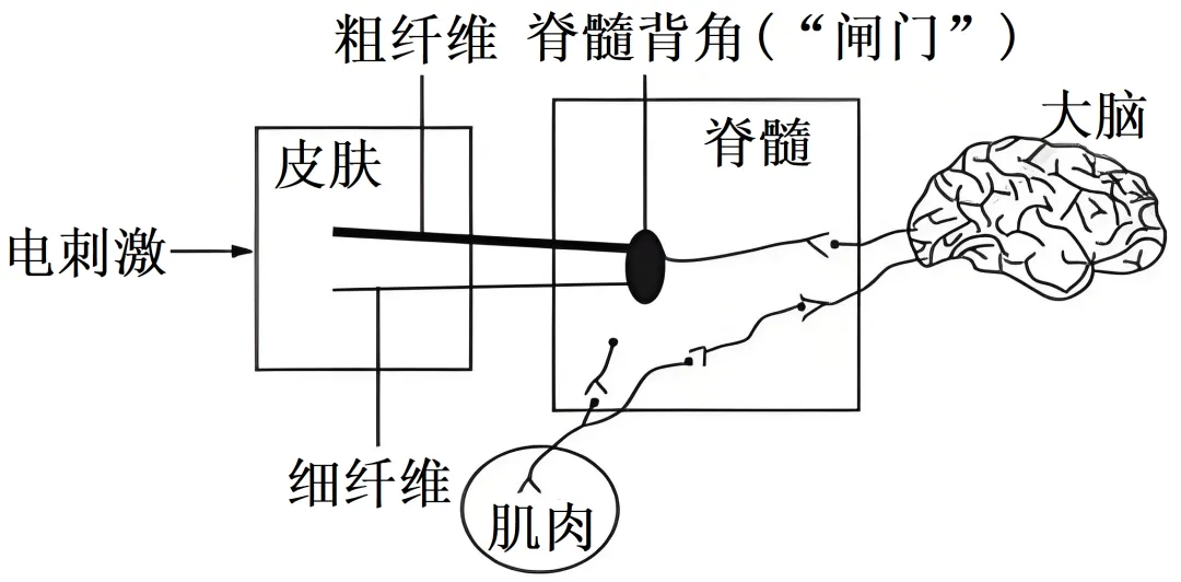 2025年云南省高考生物学真题和答案(附各省下载) ⊙ 第12张