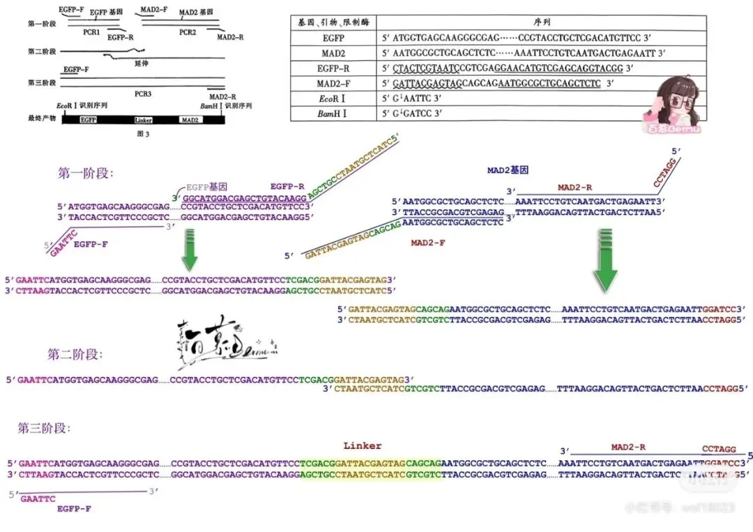 2026年南通二模高三生物试卷详细解析 第10张