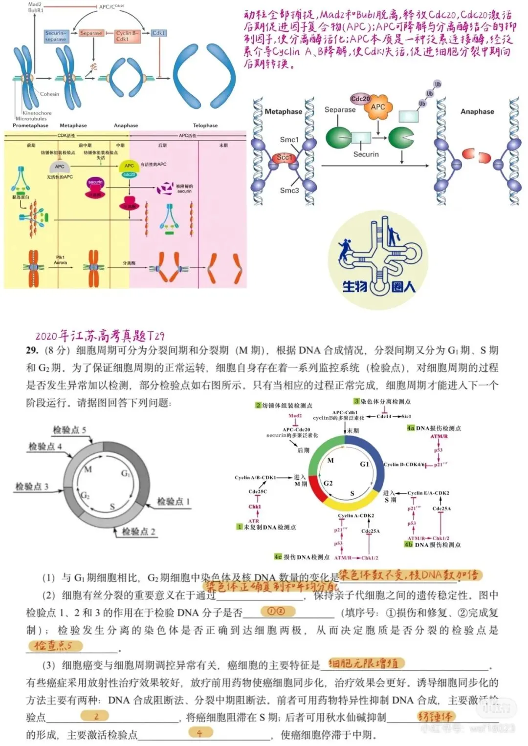 2026年南通二模高三生物试卷详细解析 第11张