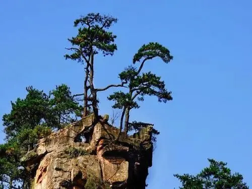 【中考阅读指导】黄山绝壁松(冯骥才) 第4张
