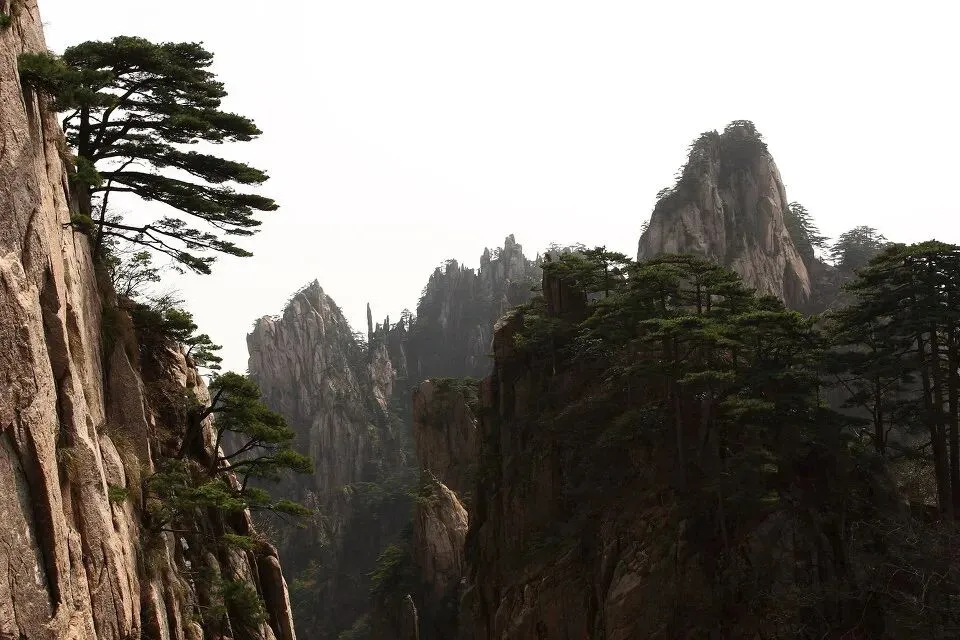 【中考阅读指导】黄山绝壁松(冯骥才) 第5张