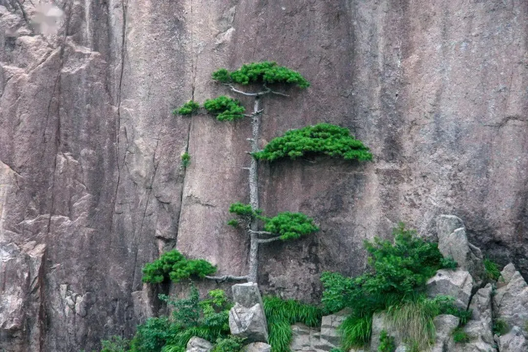 【中考阅读指导】黄山绝壁松(冯骥才) 第6张