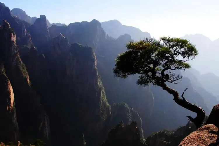 【中考阅读指导】黄山绝壁松(冯骥才) 第7张