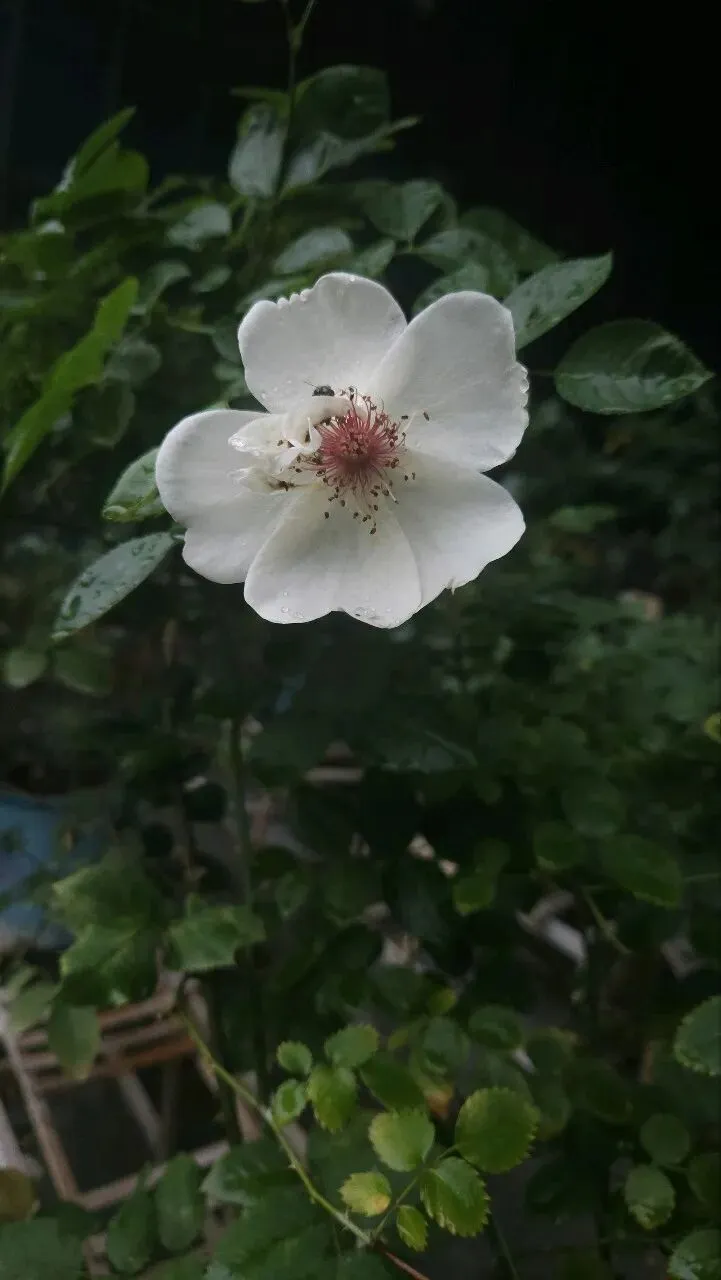 中考古诗词语言风格 第1张