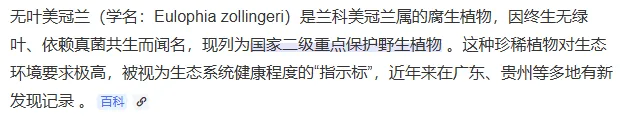 中考让人费脑伤神,今天放松一下,欣赏无叶美冠兰 第2张