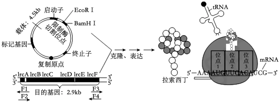 2025年四川省高考生物学真题和答案(附各省下载) ⊙ 第17张
