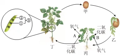 2026年生物中考模拟试卷2 第9张
