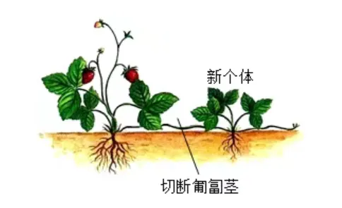 试卷:2026生物中考复习模拟试卷(5) 第7张 试卷:2026生物中考复习模拟试卷(5) 第7张