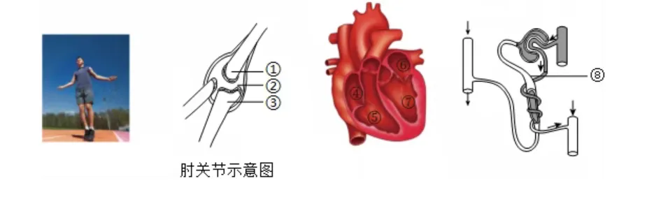试卷:2026生物中考复习模拟试卷(5) 第11张 试卷:2026生物中考复习模拟试卷(5) 第11张