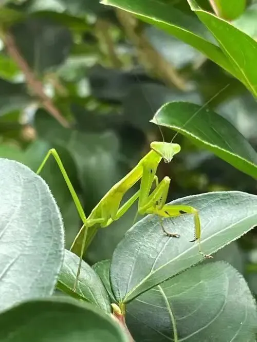 《昆虫记》从八年级趣读到助力中考,一篇搞定考点+仿写+真题 第22张