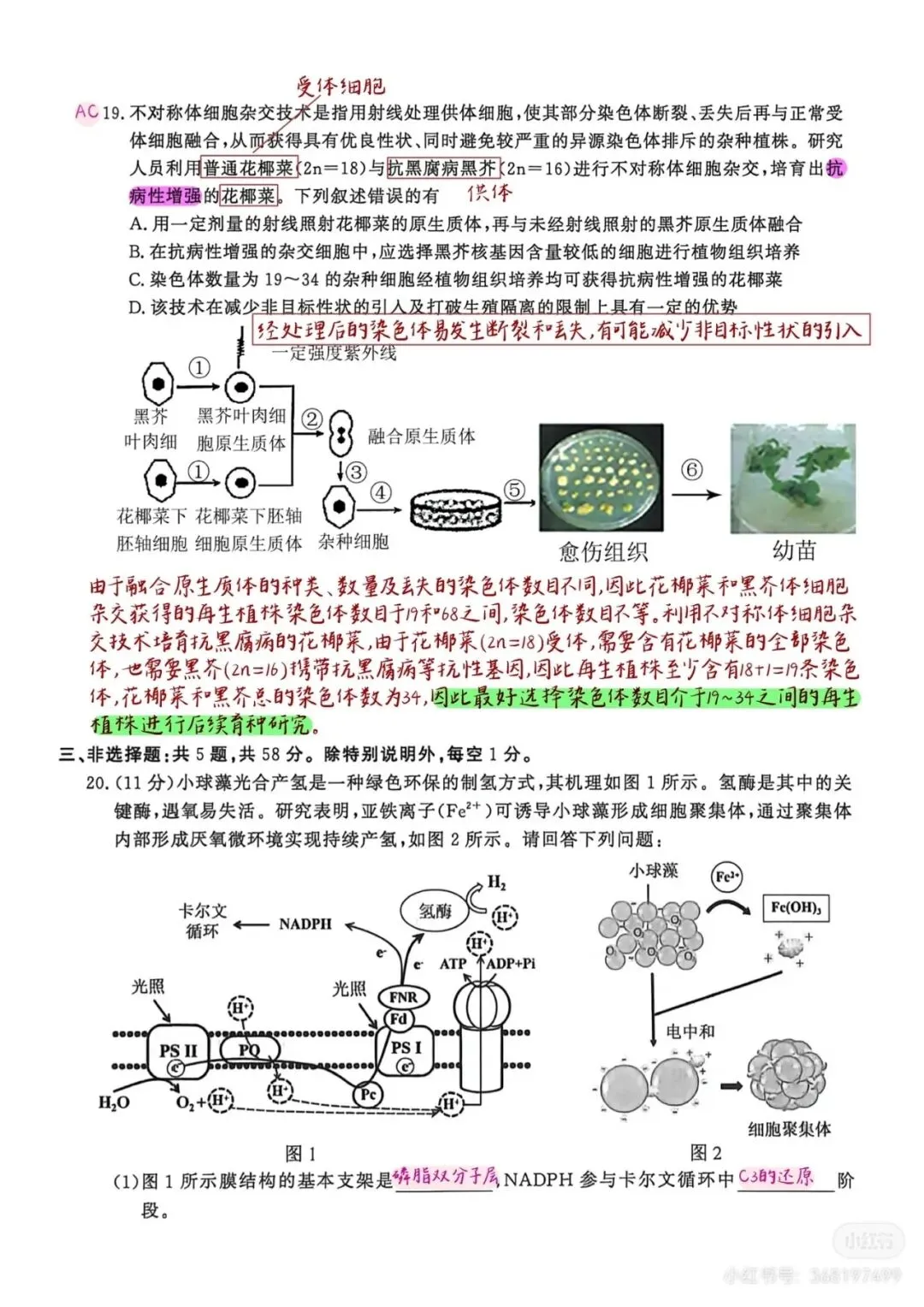 2026年南京高三第二次模拟考试生物试卷详细解析 第11张