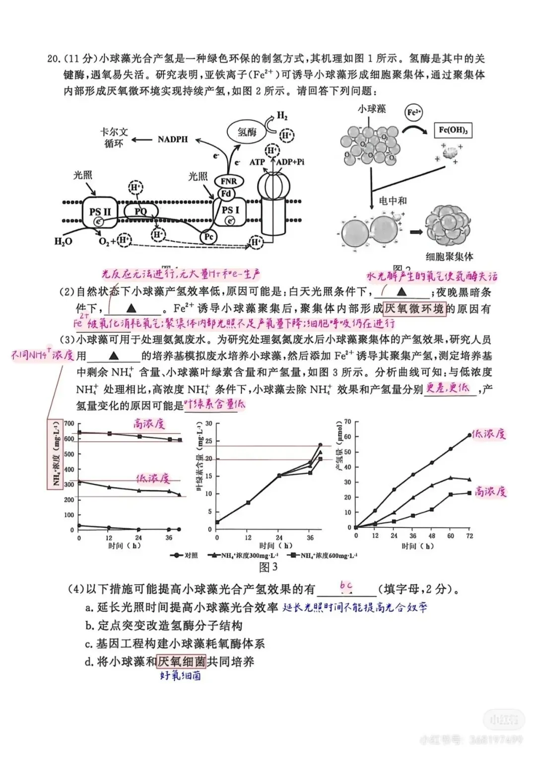 2026年南京高三第二次模拟考试生物试卷详细解析 第12张