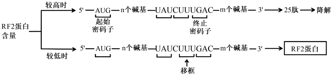 辽宁省实验中学2026年4月高考模拟考试生物学 第6张
