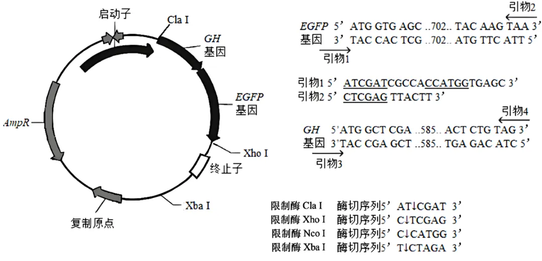 辽宁省实验中学2026年4月高考模拟考试生物学 第19张