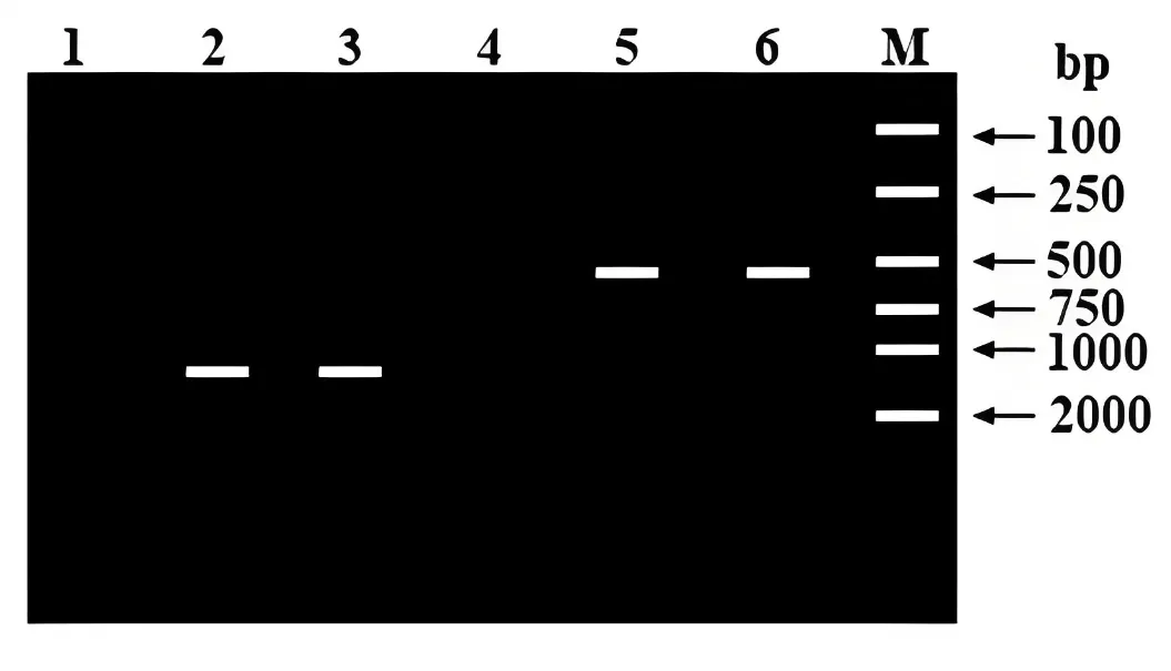 辽宁省实验中学2026年4月高考模拟考试生物学 第20张