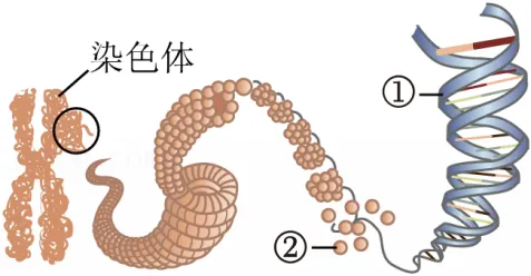 中考生物热点题型主题情境题(又称情境组选题)模拟 第2张