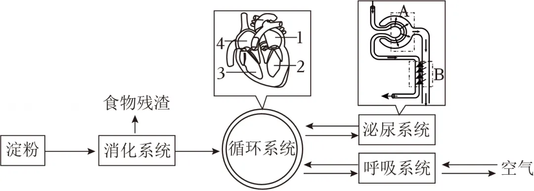 中考生物热点题型主题情境题(又称情境组选题)模拟 第4张